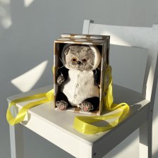 Басик в толстовке с капюшоном