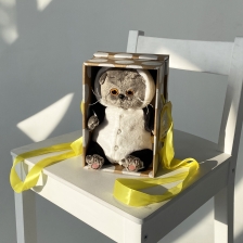 Басик в толстовке с капюшоном