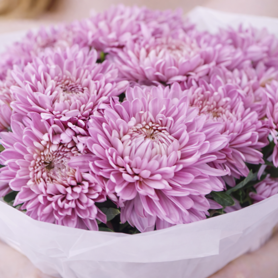 Букет из 9 одноголовых хризантем в оформлении