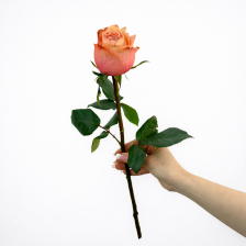 Роза микс 60 см