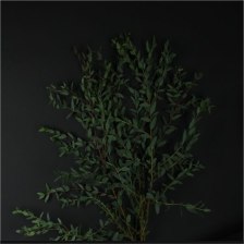 Эвкалипт Рarvifolia