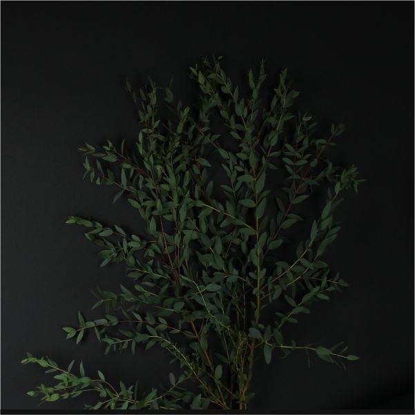 Эвкалипт Рarvifolia