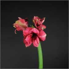Амариллис