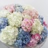 Букет из 15 гортензий