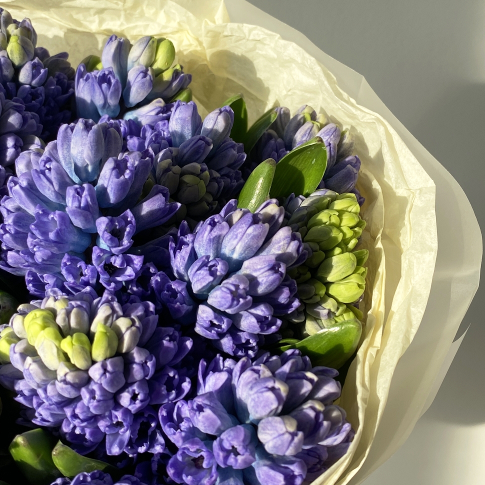 Букет из 25 гиацинтов