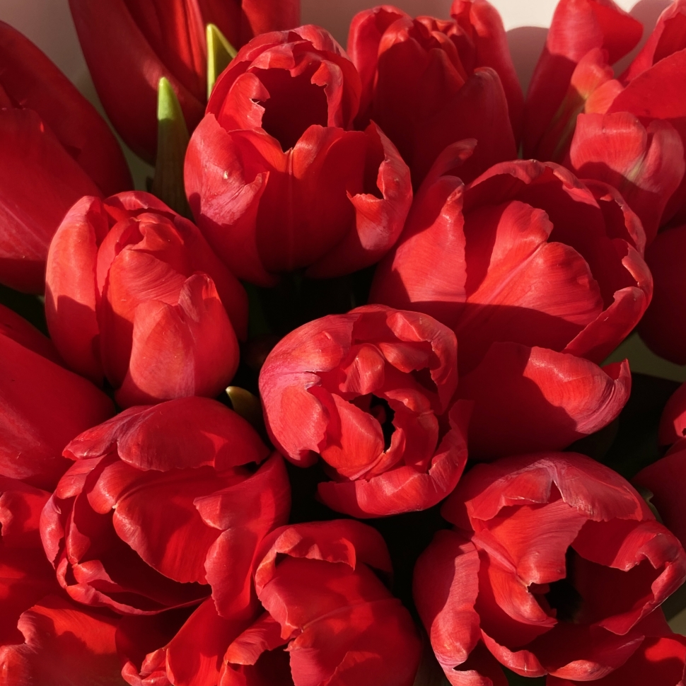 Букет из 15 тюльпанов